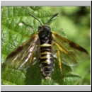 Arge rustica - Blattwespe w01 12mm.jpg